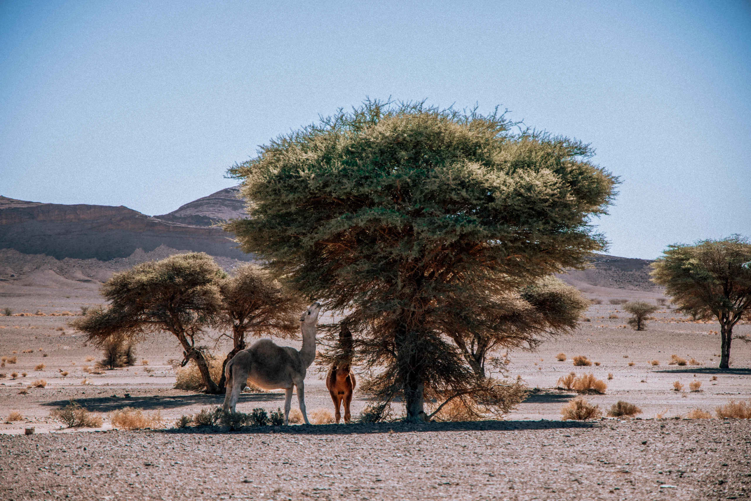 Marrakech Desert Tours 3 Days